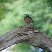 Baby Robin Waiting For Mom Poster