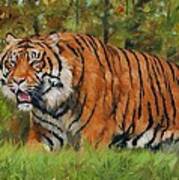 Walk In The Forest. Amur Tiger Poster