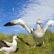 Wandering Albatross Courting Poster