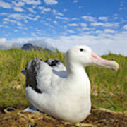 Wandering Albatross Incubating Poster