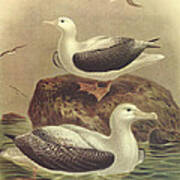 Wandering Albatross Poster