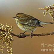 Yellow Rumped Warbler Poster