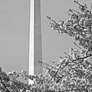 Washington Monument Amidst The Cherry Blossoms Poster