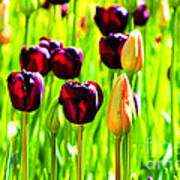 Washington Tulips - Mount Vernon Poster