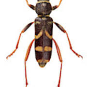 Wasp Beetle Poster