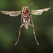 Wasp Flying Matobo Np Zimbabwe Poster