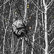Wasp Nest In Aspen Poster