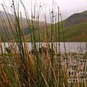 Wastwater Through The Reeds Poster