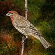 Watchful House Finch Poster