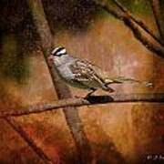 Watchful White-crowned Sparrow Poster