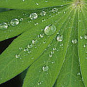 Water Droplets On Green Leaves Poster