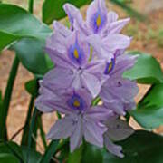 Water Hyacinth Poster