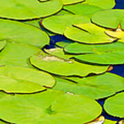 Water Lilly Poster