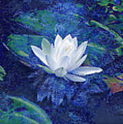 Water Lily Poster