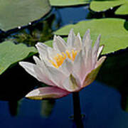 Water Lily Poster