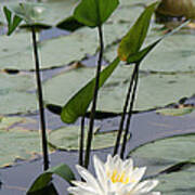 Water Lily In Bloom Poster