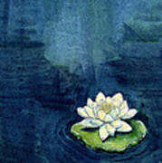 Water Lily Poster