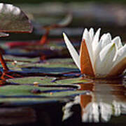 Water Lily Poster