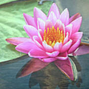 Water Lily Poster