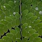 Water On Fern Poster