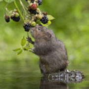 Water Vole Eating Blackberries Kent Uk Poster