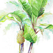Watercolor Banana Plantain Poster