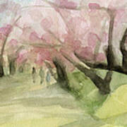 Watercolor Painting Of Cherry Blossom Trees In Central Park Nyc Poster
