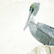 Watercolor Pelican Poster