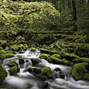 Waterfall In The Fall Poster