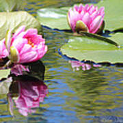 Watergarden Lotus Poster