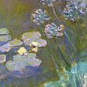 Waterlilies And Agapanthus Poster