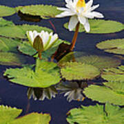 Waterlilies At Como Zoo Poster