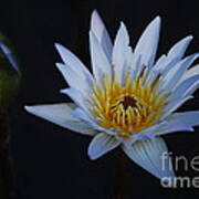 Waterlily Dawn Number One Poster