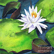 Waterlily Poster