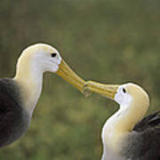 Waved Albatross Pair Bonding Galapagos Poster