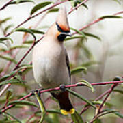 Waxwing Poster