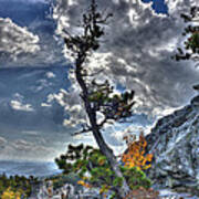 Weather Ravaged Tree Top Of Mountain Poster