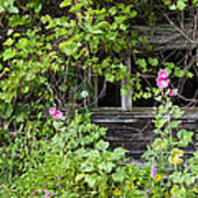 Weathered Barn Garden Poster