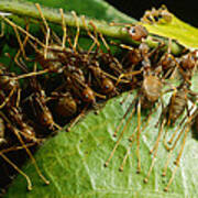 Weaver Ant Group Binding Leaves Poster