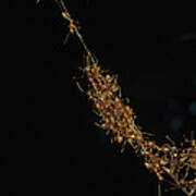 Weaver Ants Forming A Bridge Papua New Poster