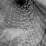 Web In The Rain Poster