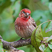 House Finch - Were You Talking To Me Poster