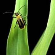 Western Corn Rootworm Beetle Poster