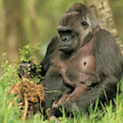 Western Gorilla And Young Poster