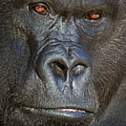 Western Lowland Gorilla No 2 Poster