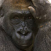 Western Lowland Gorilla With Hand Poster