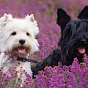 Westie And Scottie Dogs Poster