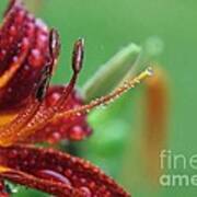 Wet Daylily Poster