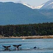 Whales In Alaska Poster