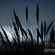 Wheat Stalks On A Dune At Moonlight Poster
